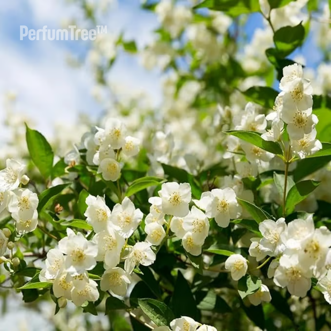 PerfumTree: Jazmín Sagrado del Persa